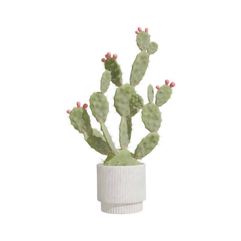 Cactus Opuntia