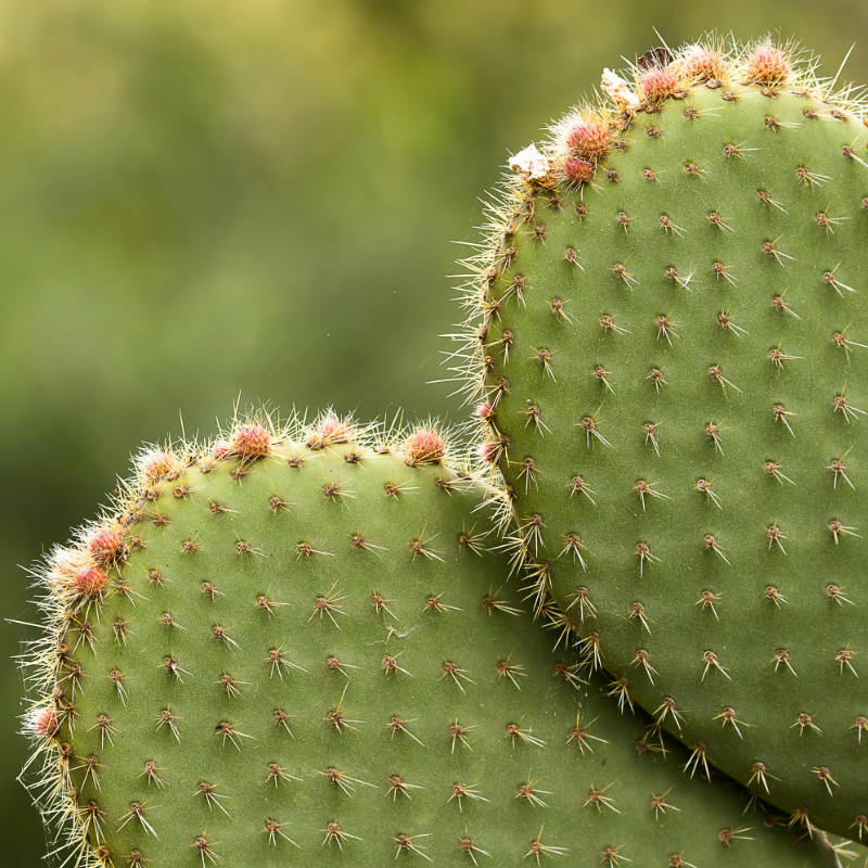 Cactus Opuntia