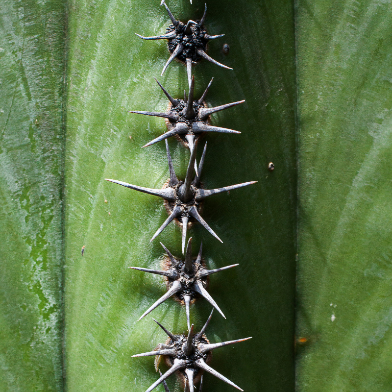 Cereus Peruvianus