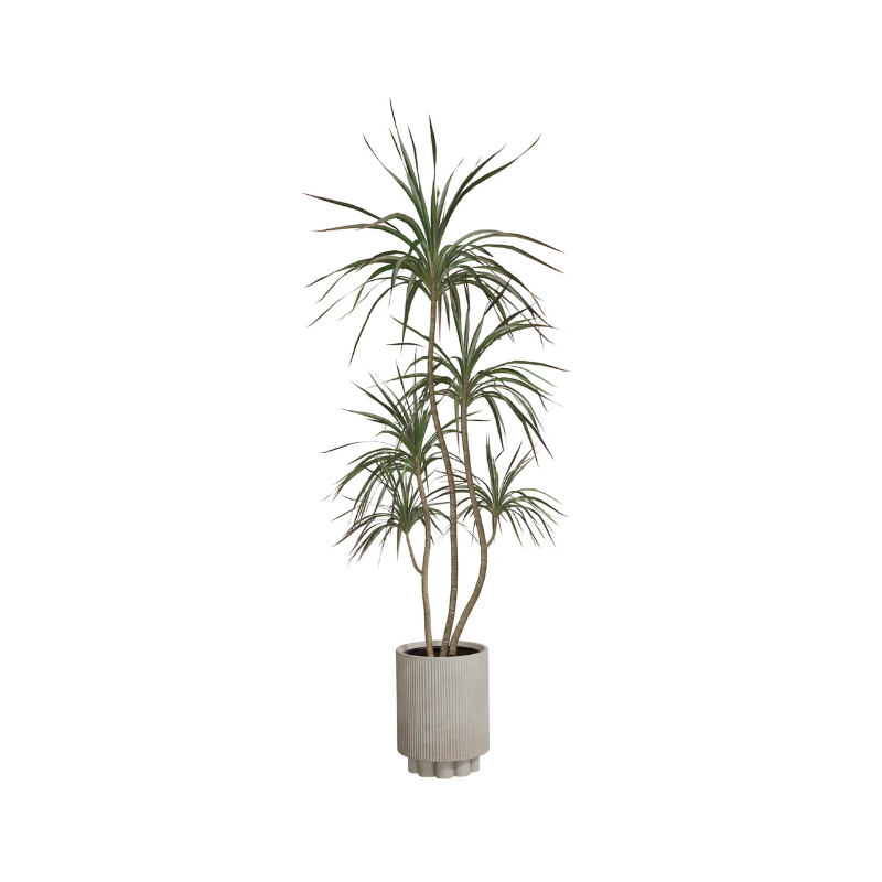 Dracaena Marginata
